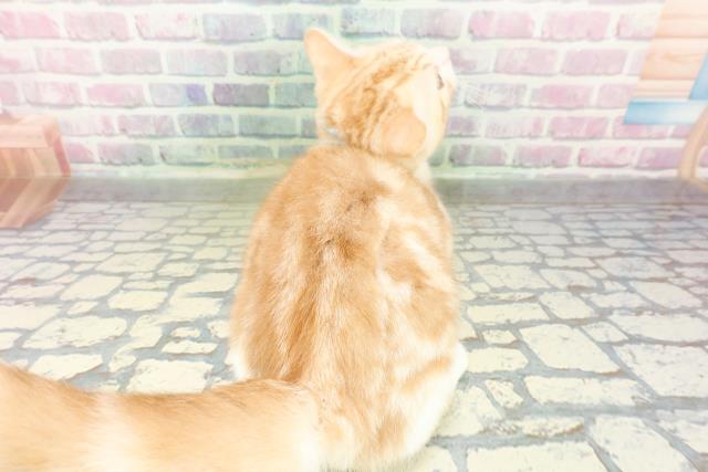 石川県のスコティッシュフォールド (Coo&RIKUイオン野々市南店/2025年12月20日生まれ/男の子/レッドタビーホワイト)の子猫の4枚目の画像