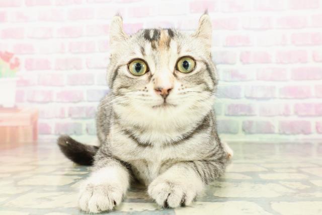 アメリカンカール