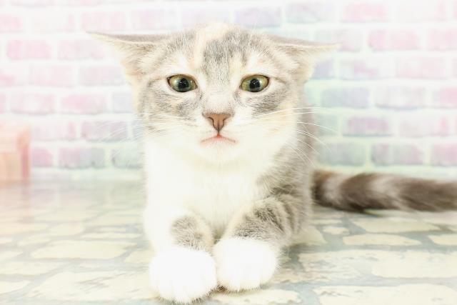 北海道のマンチカン (Coo&RIKU室蘭店/2026年1月10日生まれ/女の子/シルバーパッチドタビーホワイト)の子猫の1枚目の画像