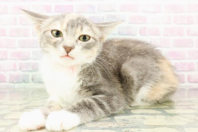 北海道のマンチカン (Coo&RIKU室蘭店/2026年1月10日生まれ/女の子/シルバーパッチドタビーホワイト)の子猫の2枚目の画像