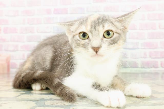 北海道のマンチカン (Coo&RIKU室蘭店/2026年1月10日生まれ/女の子/シルバーパッチドタビーホワイト)の子猫の3枚目の画像