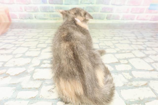 北海道のマンチカン (Coo&RIKU室蘭店/2026年1月10日生まれ/女の子/シルバーパッチドタビーホワイト)の子猫の4枚目の画像