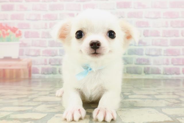 群馬県のチワワ(ロング) (Coo&RIKUDCM館林店/2026年2月23日生まれ/男の子/ホワイトクリーム)の子犬の1枚目の画像