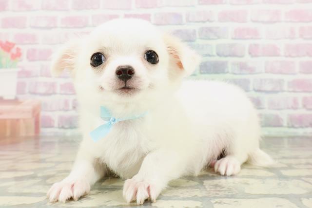 群馬県のチワワ(ロング) (Coo&RIKUDCM館林店/2026年2月23日生まれ/男の子/ホワイトクリーム)の子犬の2枚目の画像