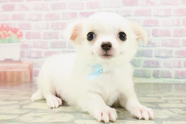 群馬県のチワワ(ロング) (Coo&RIKUDCM館林店/2026年2月23日生まれ/男の子/ホワイトクリーム)の子犬の3枚目の画像