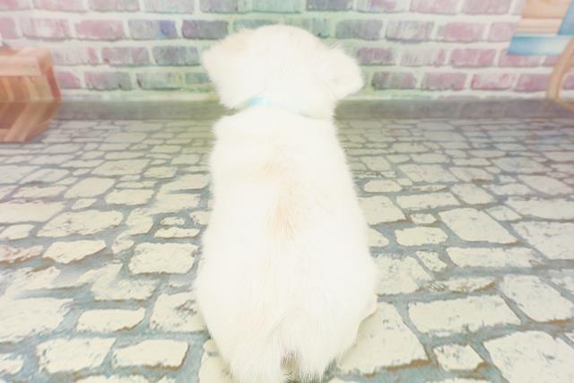 群馬県のチワワ(ロング) (Coo&RIKUDCM館林店/2026年2月23日生まれ/男の子/ホワイトクリーム)の子犬の4枚目の画像