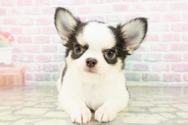 チワワ（ロングコート）