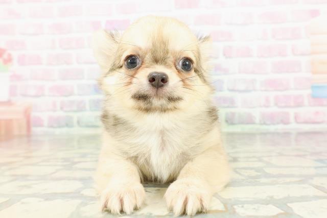 東京都のチワワ(ロング) (Coo&RIKU足立本店/2026年2月23日生まれ/男の子/フォーンホワイト)の子犬