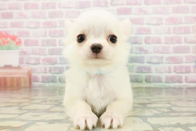 沖縄県のチワワ(ロング) (Coo&RIKUイオン北谷店/2026年2月23日生まれ/男の子/クリーム)の子犬の1枚目の画像