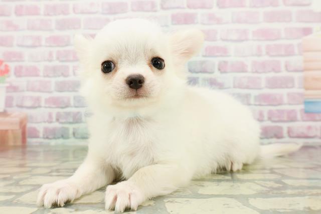 沖縄県のチワワ(ロング) (Coo&RIKUイオン北谷店/2026年2月23日生まれ/男の子/クリーム)の子犬の2枚目の画像