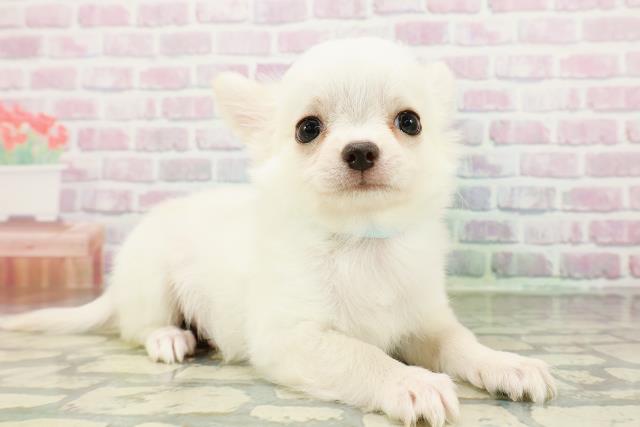 沖縄県のチワワ(ロング) (Coo&RIKUイオン北谷店/2026年2月23日生まれ/男の子/クリーム)の子犬の3枚目の画像