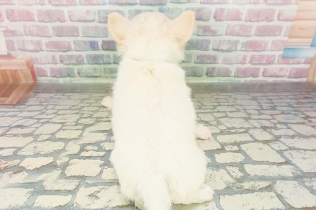 沖縄県のチワワ(ロング) (Coo&RIKUイオン北谷店/2026年2月23日生まれ/男の子/クリーム)の子犬の4枚目の画像