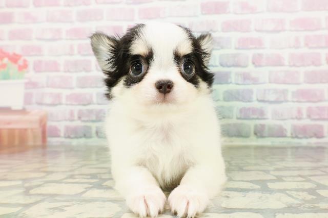 埼玉県のチワワ(ロング) (Coo&RIKU岩槻店/2026年2月23日生まれ/女の子/ブラックタンホワイト)の子犬の1枚目の画像