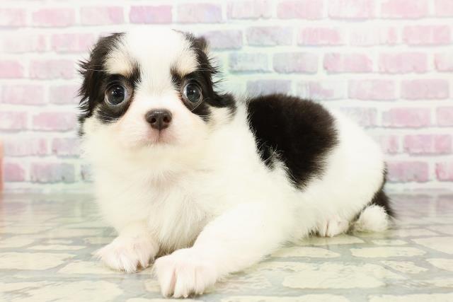 埼玉県のチワワ(ロング) (Coo&RIKU岩槻店/2026年2月23日生まれ/女の子/ブラックタンホワイト)の子犬の2枚目の画像