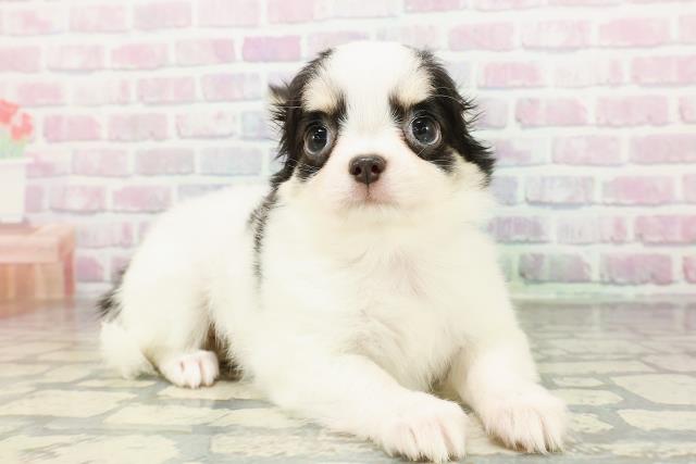 埼玉県のチワワ(ロング) (Coo&RIKU岩槻店/2026年2月23日生まれ/女の子/ブラックタンホワイト)の子犬の3枚目の画像