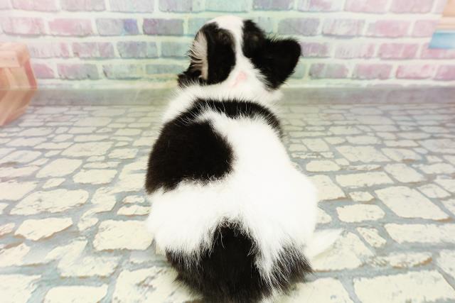 埼玉県のチワワ(ロング) (Coo&RIKU岩槻店/2026年2月23日生まれ/女の子/ブラックタンホワイト)の子犬の4枚目の画像