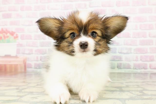 北海道のパピヨン (Coo&RIKU札幌東店/2026年2月24日生まれ/男の子/レッドホワイト)の子犬の1枚目の画像