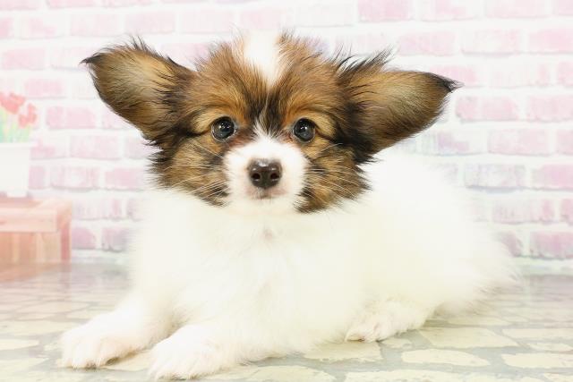 北海道のパピヨン (Coo&RIKU札幌東店/2026年2月24日生まれ/男の子/レッドホワイト)の子犬の2枚目の画像