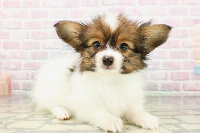 北海道のパピヨン (Coo&RIKU札幌東店/2026年2月24日生まれ/男の子/レッドホワイト)の子犬の3枚目の画像