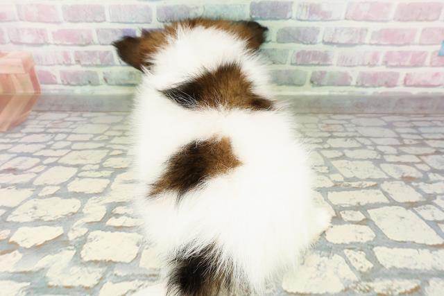 北海道のパピヨン (Coo&RIKU札幌東店/2026年2月24日生まれ/男の子/レッドホワイト)の子犬の4枚目の画像