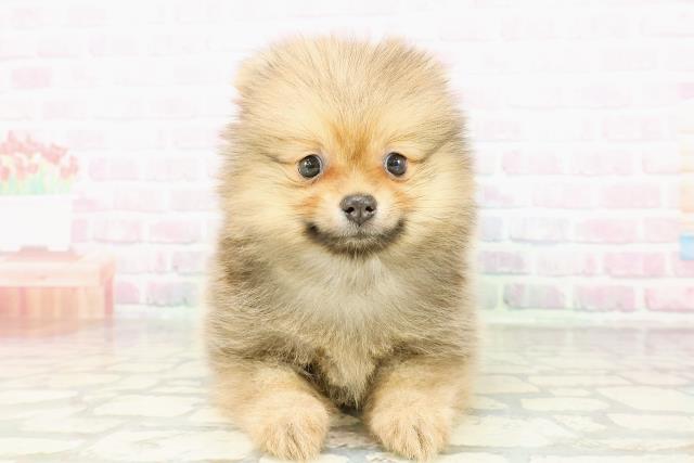 千葉県のポメラニアン (Coo&RIKU若葉都賀店/2026年2月28日生まれ/男の子/オレンジセーブル)の子犬の1枚目の画像