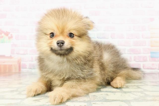 千葉県のポメラニアン (Coo&RIKU若葉都賀店/2026年2月28日生まれ/男の子/オレンジセーブル)の子犬の2枚目の画像