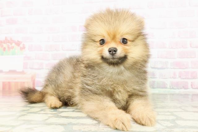 千葉県のポメラニアン (Coo&RIKU若葉都賀店/2026年2月28日生まれ/男の子/オレンジセーブル)の子犬の3枚目の画像