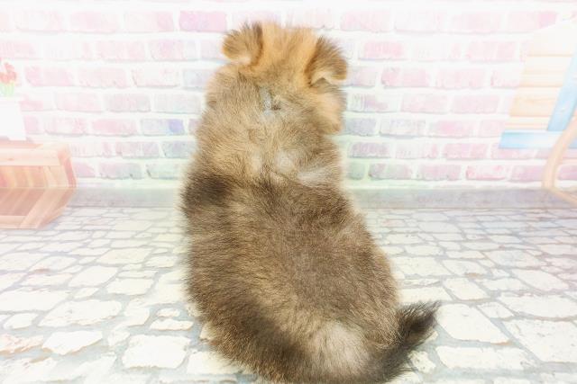 千葉県のポメラニアン (Coo&RIKU若葉都賀店/2026年2月28日生まれ/男の子/オレンジセーブル)の子犬の4枚目の画像