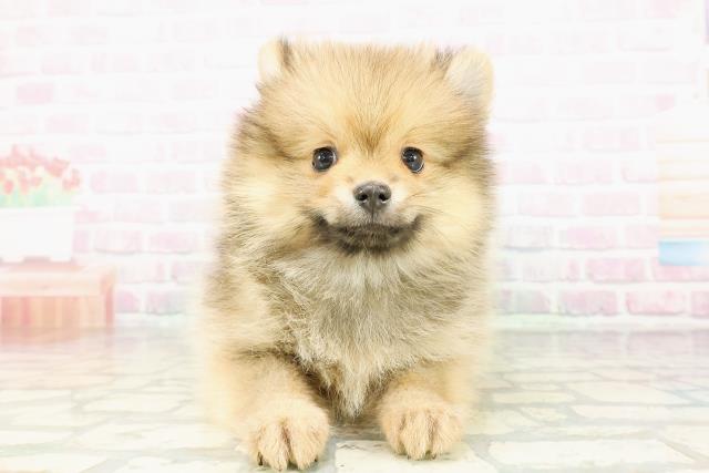 岩手県のポメラニアン (Coo&RIKU一関店/2026年2月28日生まれ/男の子/オレンジセーブル)の子犬の1枚目の画像