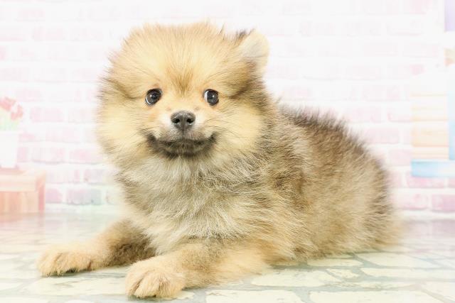 岩手県のポメラニアン (Coo&RIKU一関店/2026年2月28日生まれ/男の子/オレンジセーブル)の子犬の2枚目の画像