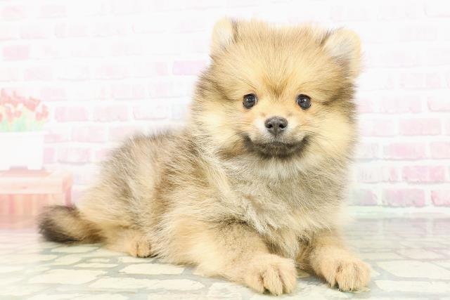 岩手県のポメラニアン (Coo&RIKU一関店/2026年2月28日生まれ/男の子/オレンジセーブル)の子犬の3枚目の画像