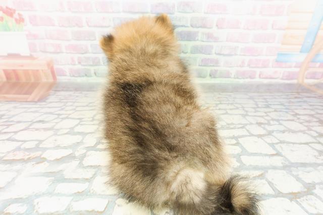 岩手県のポメラニアン (Coo&RIKU一関店/2026年2月28日生まれ/男の子/オレンジセーブル)の子犬の4枚目の画像