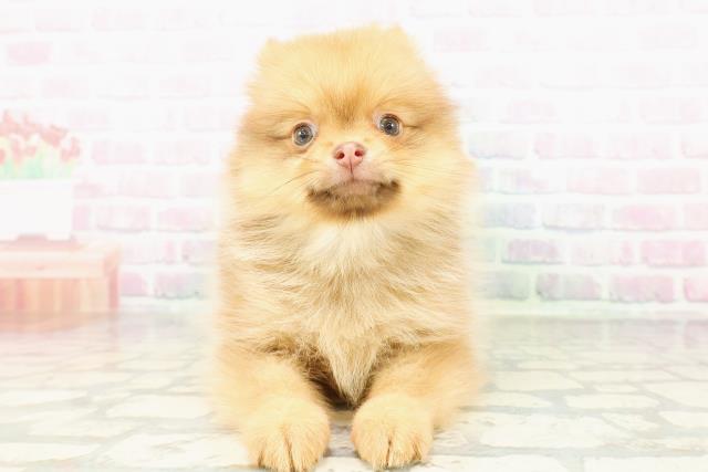 宮城県のポメラニアン (Coo&RIKUイオンタウン古川店/2026年2月28日生まれ/女の子/オレンジ)の子犬の1枚目の画像
