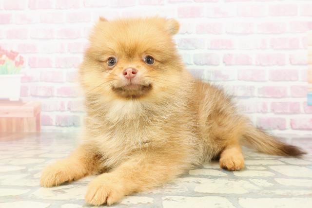 宮城県のポメラニアン (Coo&RIKUイオンタウン古川店/2026年2月28日生まれ/女の子/オレンジ)の子犬の2枚目の画像