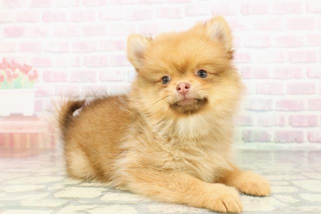 宮城県のポメラニアン (Coo&RIKUイオンタウン古川店/2026年2月28日生まれ/女の子/オレンジ)の子犬の3枚目の画像