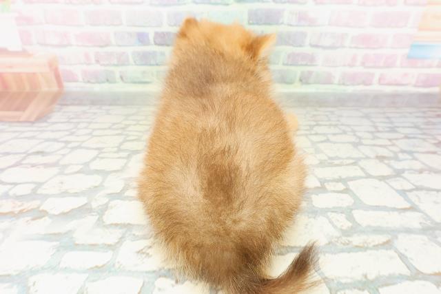 宮城県のポメラニアン (Coo&RIKUイオンタウン古川店/2026年2月28日生まれ/女の子/オレンジ)の子犬の4枚目の画像