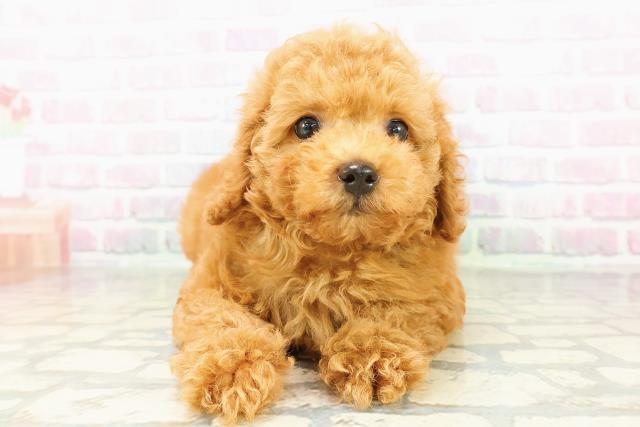 栃木県のトイプードル(トイ) (Coo&RIKUFKDインターパーク店/2026年3月1日生まれ/男の子/レッド)の子犬の1枚目の画像