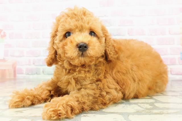 栃木県のトイプードル(トイ) (Coo&RIKUFKDインターパーク店/2026年3月1日生まれ/男の子/レッド)の子犬の2枚目の画像