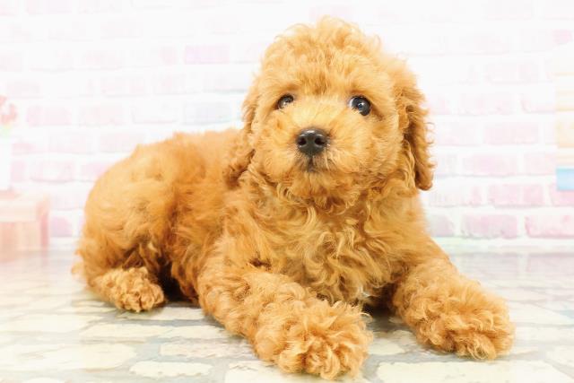 栃木県のトイプードル(トイ) (Coo&RIKUFKDインターパーク店/2026年3月1日生まれ/男の子/レッド)の子犬の3枚目の画像