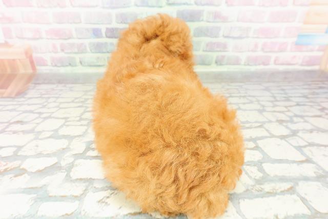 栃木県のトイプードル(トイ) (Coo&RIKUFKDインターパーク店/2026年3月1日生まれ/男の子/レッド)の子犬の4枚目の画像