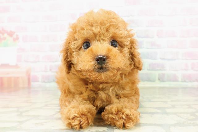 トイ・プードル