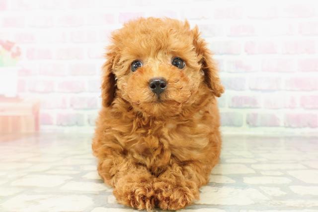 埼玉県のトイプードル(トイ) (Coo&RIKU大宮店/2026年3月1日生まれ/女の子/レッド)の子犬の1枚目の画像