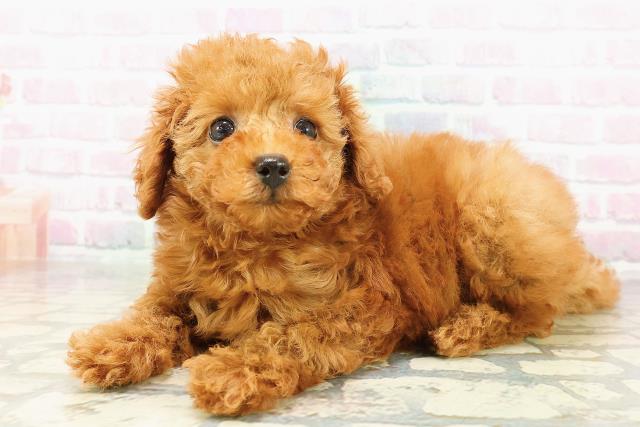 埼玉県のトイプードル(トイ) (Coo&RIKU大宮店/2026年3月1日生まれ/女の子/レッド)の子犬の2枚目の画像