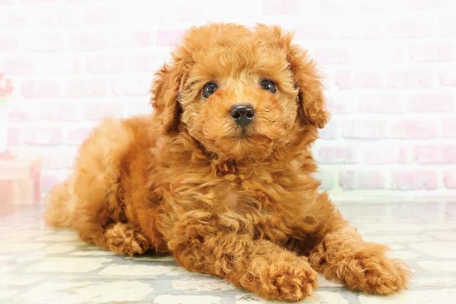 埼玉県のトイプードル(トイ) (Coo&RIKU大宮店/2026年3月1日生まれ/女の子/レッド)の子犬の3枚目の画像