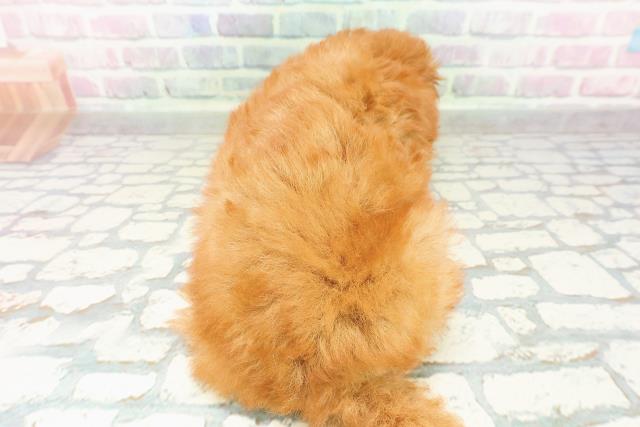 埼玉県のトイプードル(トイ) (Coo&RIKU大宮店/2026年3月1日生まれ/女の子/レッド)の子犬の4枚目の画像