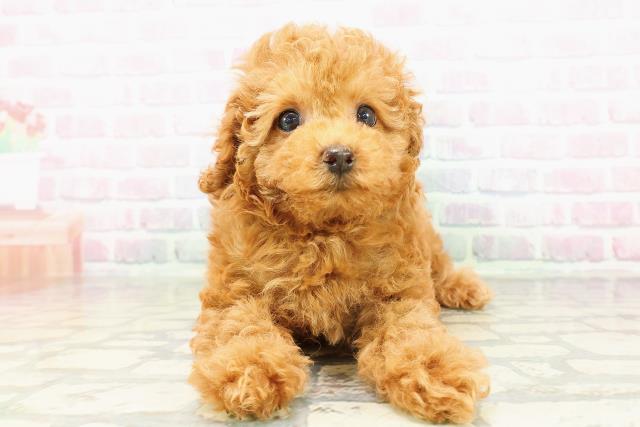 トイ・プードル