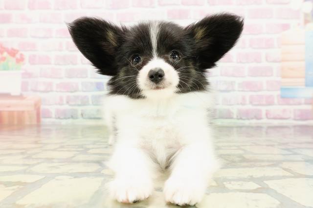 北海道のパピヨン (Coo&RIKU岩見沢店/2026年3月1日生まれ/男の子/トライカラー)の子犬の1枚目の画像