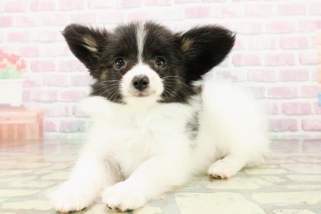 北海道のパピヨン (Coo&RIKU岩見沢店/2026年3月1日生まれ/男の子/トライカラー)の子犬の2枚目の画像