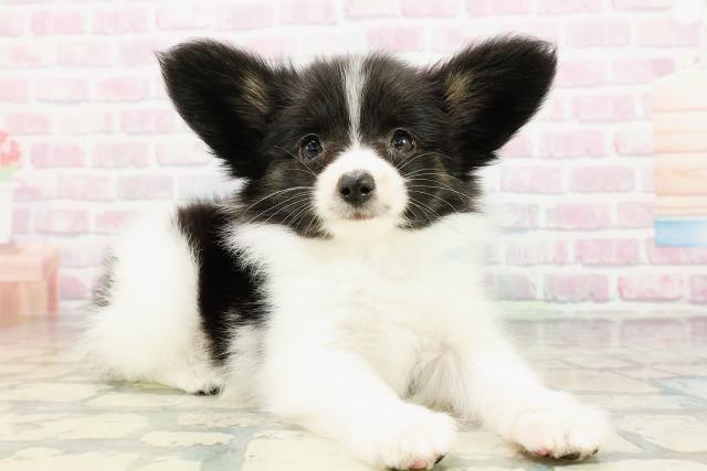 北海道のパピヨン (Coo&RIKU岩見沢店/2026年3月1日生まれ/男の子/トライカラー)の子犬の3枚目の画像