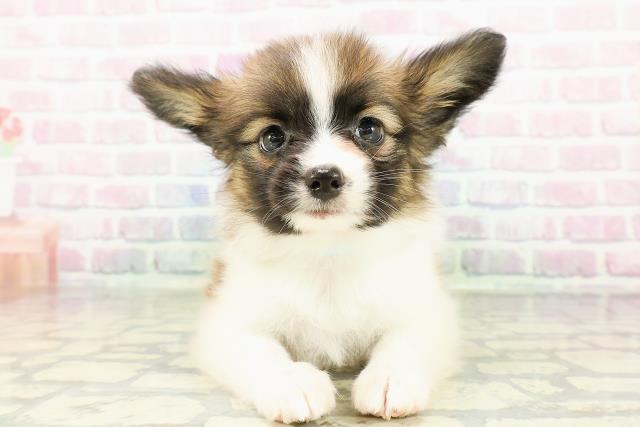 北海道のパピヨン (Coo&RIKU室蘭店/2026年3月1日生まれ/男の子/レッドセーブルホワイト)の子犬の1枚目の画像